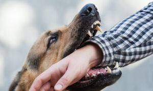 How Eisenberg Law Offices, S.C. Can Help After a Dog Bite in Madison, WI