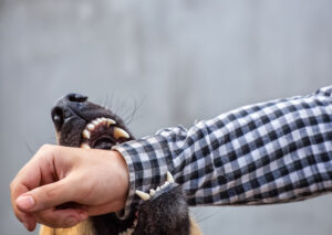 How Eisenberg Law Offices, S.C. Can Help After a Dog Bite in Columbia County, WI
