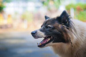 Why Choose Eisenberg Law Offices, S.C. to Handle Your Dog Bite Lawsuit in Rock County, WI?